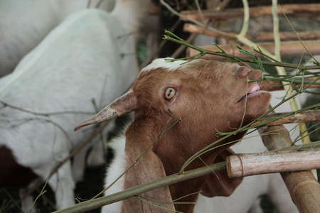 Goats are eating and living together.の写真素材