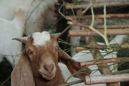 Goats are eating and living together.の写真素材