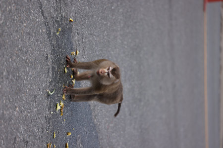 Wild monkeys are lounging and eating on the ground. in Khao Yai National Park, Thailand