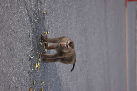 Wild monkeys are lounging and eating on the ground. in Khao Yai National Park, Thailandの写真素材