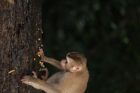 Wild monkeys are lounging and eating on the ground. in Khao Yai National Park, Thailandの写真素材