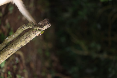Wild monkeys are lounging and eating on the ground. in Khao Yai National Park, Thailand