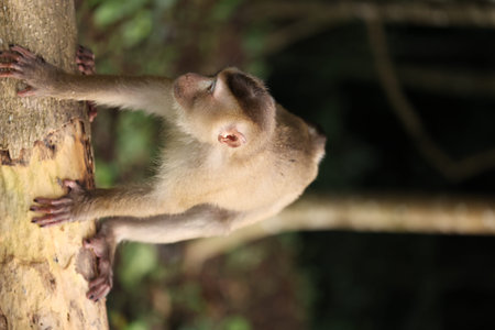 Wild monkeys are lounging and eating on the ground. in Khao Yai National Park, Thailand