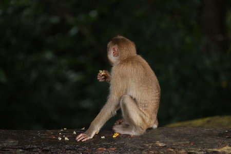 Wild monkeys are lounging and eating on the ground. in Khao Yai National Park, Thailand