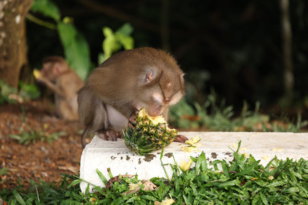 Wild monkeys are lounging and eating on the ground. in Khao Yai National Park, Thailand