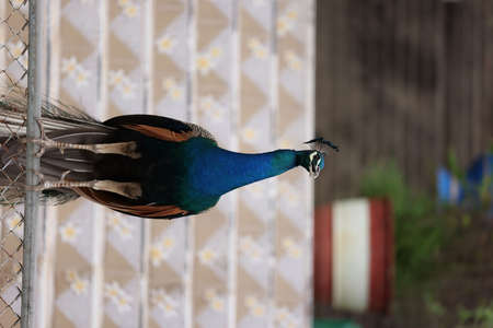 blue peacock close up with blurred backgroundの写真素材