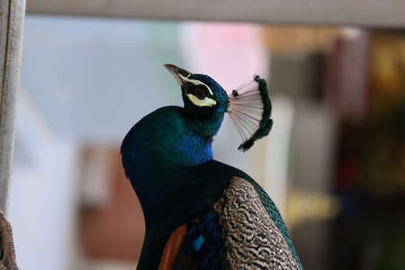 blue peacock close up with blurred backgroundの写真素材