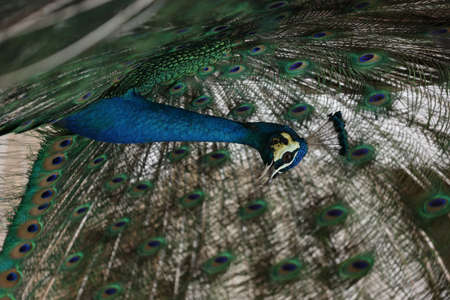 blue peacock close up with blurred backgroundの写真素材