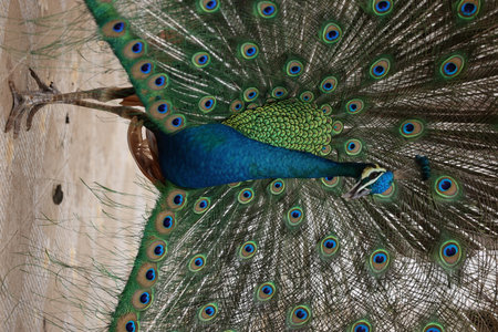 blue peacock close up with blurred backgroundの写真素材
