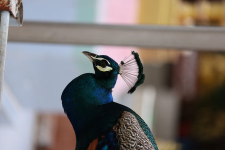 blue peacock close up with blurred background