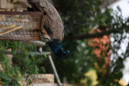 blue peacock close up with blurred backgroundの写真素材
