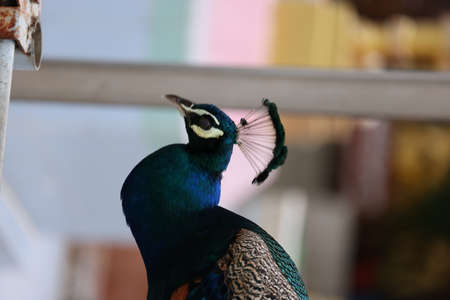blue peacock close up with blurred backgroundの写真素材