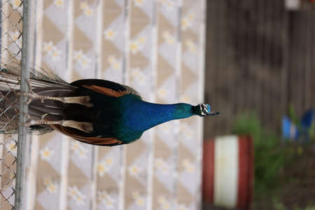 blue peacock close up with blurred backgroundの写真素材