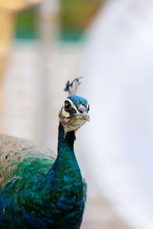 blue peacock close up with blurred backgroundの写真素材
