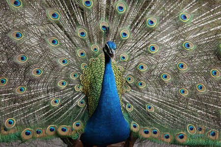blue peacock close up with blurred backgroundの写真素材