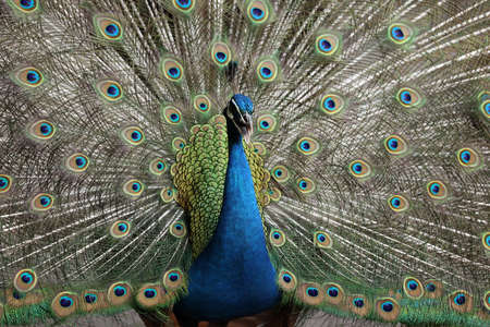 blue peacock close up with blurred backgroundの写真素材