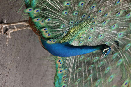 blue peacock close up with blurred backgroundの写真素材