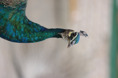 blue peacock close up with blurred backgroundの写真素材