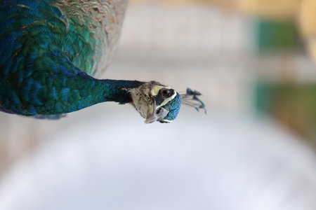 blue peacock close up with blurred backgroundの写真素材