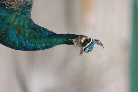 blue peacock close up with blurred backgroundの写真素材