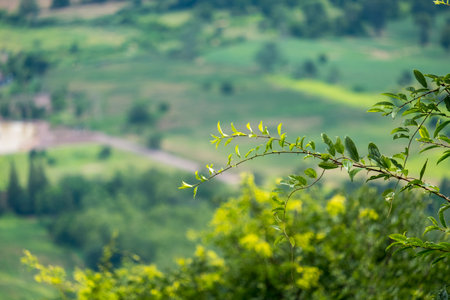 Beautiful nature with trees and bright sky, good atmosphere.の写真素材