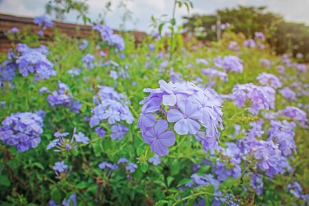 Purple flowers in the field of nature, macro viewの写真素材