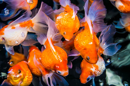 Many goldfish that swim up to breathe.の写真素材