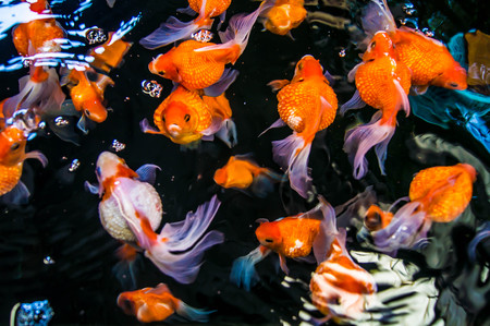 Many goldfish that swim up to breathe.の写真素材