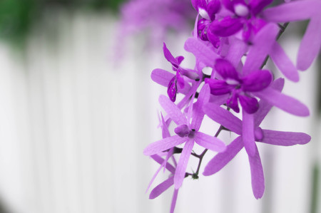 Flower picture Queen's Wreath is a purple bunch.の写真素材