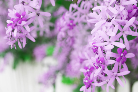 Flower picture Queen's Wreath is a purple bunch.の写真素材