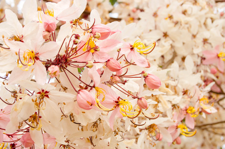 Flower picture of Cassia bakeriana pink or Kalpapruek.の写真素材