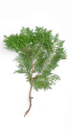 Closeup of fresh green cedars cypress branches on white background.の写真素材