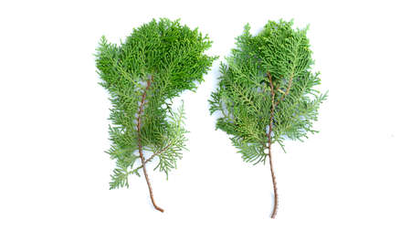 Closeup of fresh green cedars cypress branches on white background.の写真素材