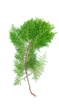 Closeup of fresh green cedars cypress branches on white background.の写真素材