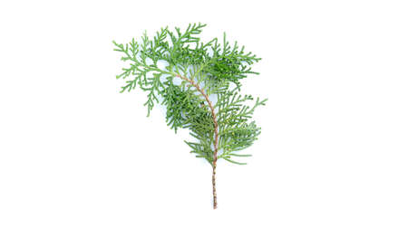 Closeup of fresh green cedars cypress branches on white background.の写真素材