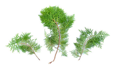 Closeup of fresh green cedars cypress branches on white background.の写真素材