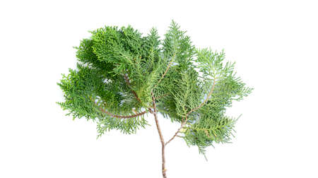 Closeup of fresh green cedars cypress branches on white background.の写真素材