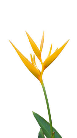 Closedup of red and yellow heliconia flowers on a white background and colorful petals.の写真素材