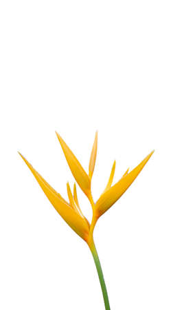 Closedup of red and yellow heliconia flowers on a white background and colorful petals.の写真素材