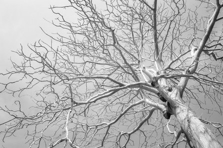 The leafless tree in B W 