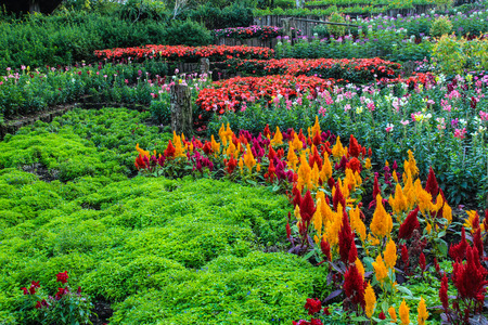 Beautiful garden with colorful flowers の写真素材