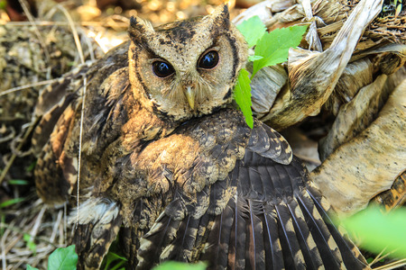 The eyes of owl の写真素材