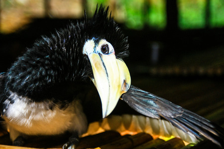 Hornbill dry its feather の写真素材