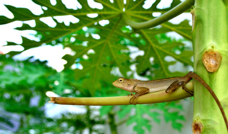 tree lizardの写真素材