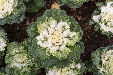 Ornamental brassica, Plants grown in cold weather area.の写真素材