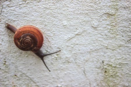 snail on the cement floorの写真素材