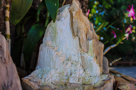 Petrified wood in temple ,Thailandの写真素材