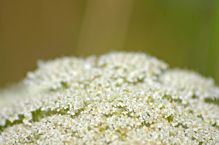 Queen Anne\'s Lace Close Upの写真素材