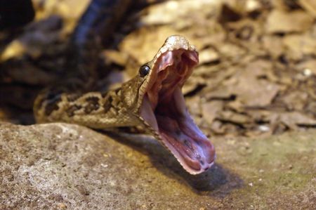 snake doing a scary yawn. no poison fangs as it kills it's prey by strangulating it.の写真素材