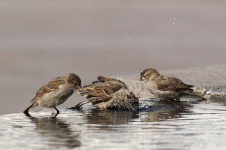 Sparrows bathing, one shaking it's head in the waterの写真素材